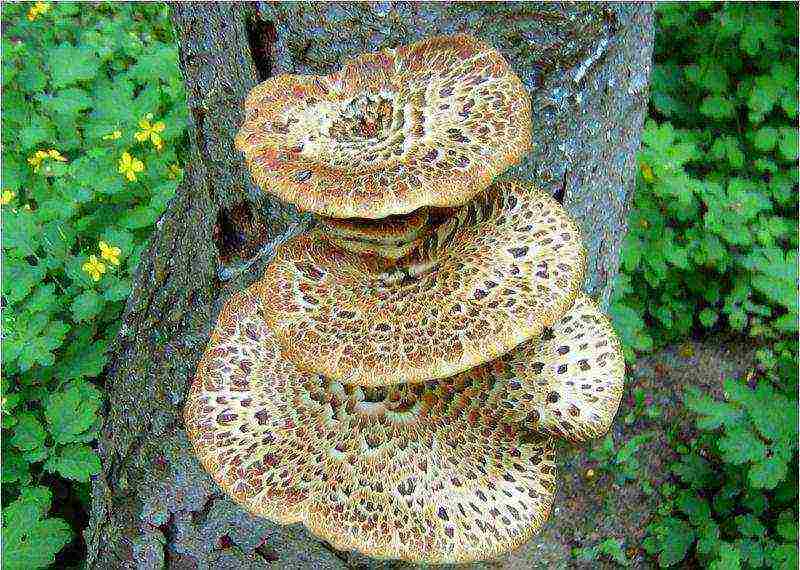 съедобный гриб выращиваемый нa древесных отходах