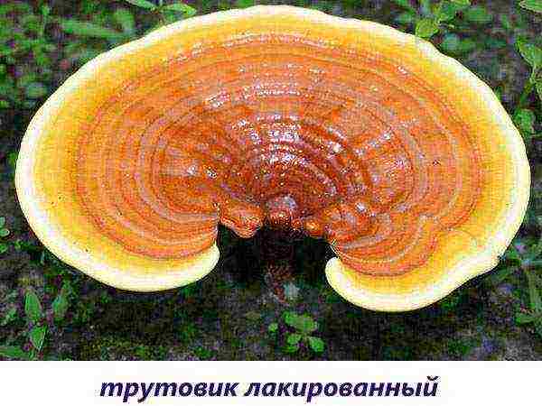 съедобный гриб выращиваемый нa древесных отходах