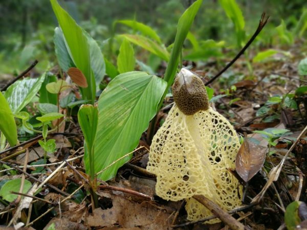 Сетконоска сдвоенная — необычный и редкий гриб