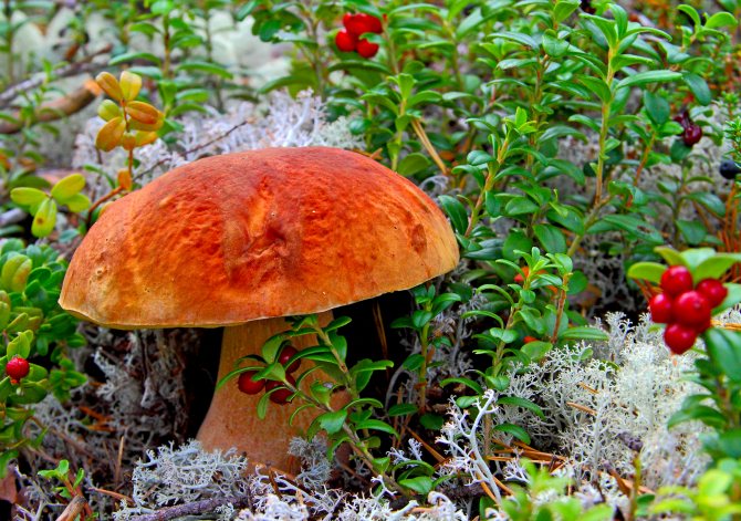 Северная Карелия как правильно собирать грибы