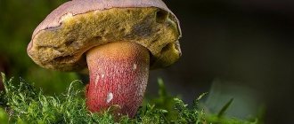 Сезон открыт: где в Тюмени можно собирать грибы? Фото: Pixabay