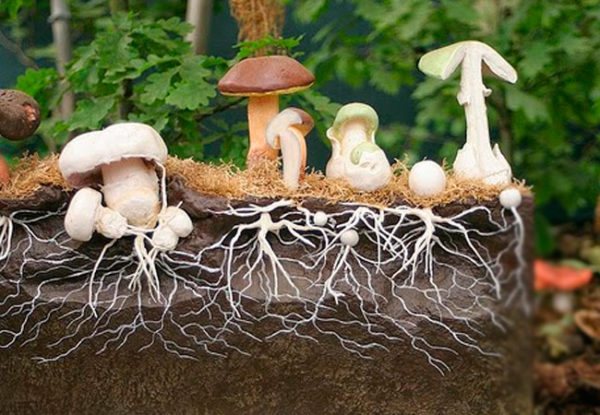 Схема вырастания грибов из мицелия в разрезе