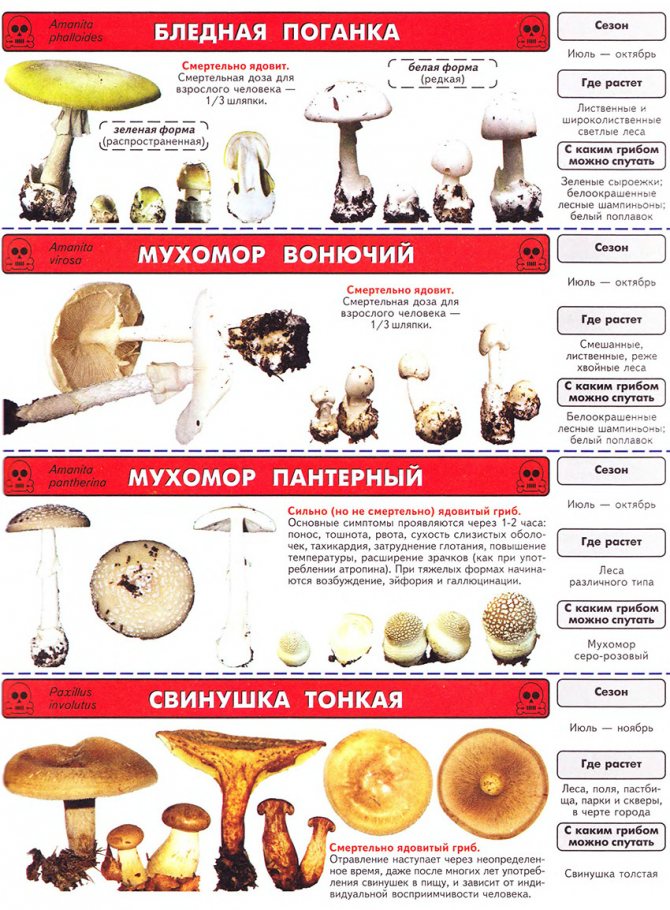 Список ядовитых грибов