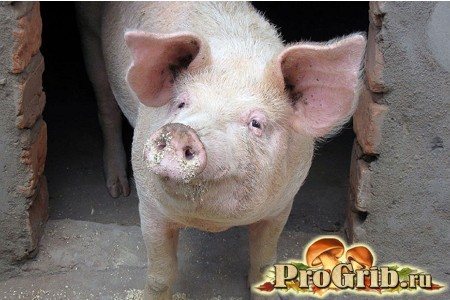 Свинья представляет опасность для плантации трюфелей
