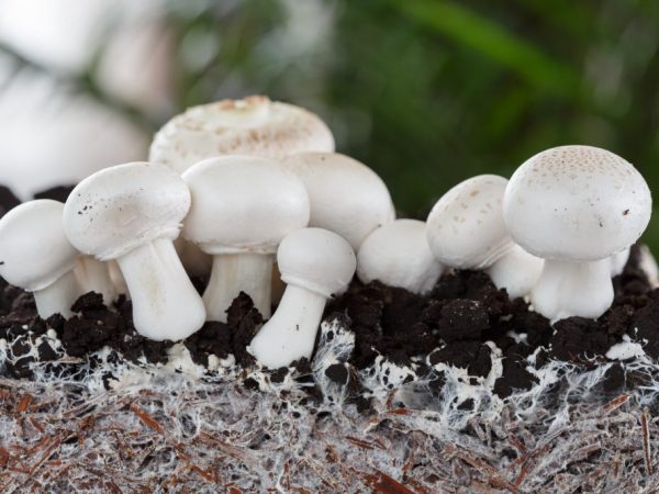 Урожайность грибов зависит от качества почвы