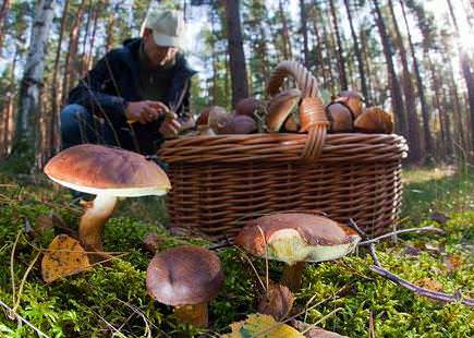 В Башкирии произрастает множество разновидностей грибов