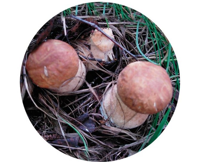 В тесном симбиозе с деревьями живут трубчатые грибы – белые, подосиновики, подберезовики, маслята, дубовики; пластинчатые – сыроежки, грузди, подгрузди, рыжики, а также сам грибной «король» – трюфель, относящийся к сумчатым грибам