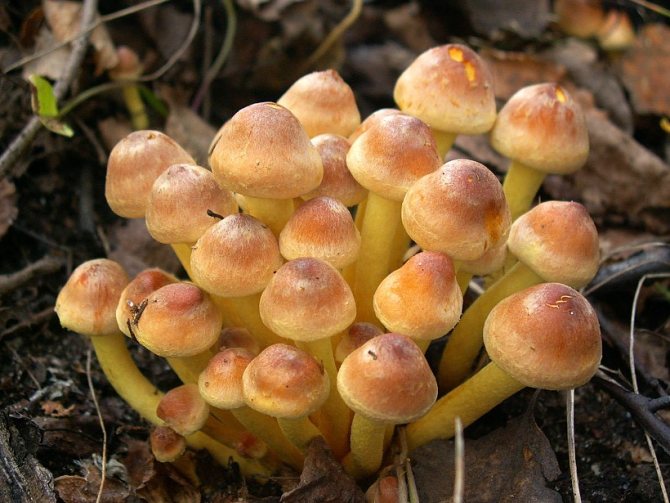 весенние грибы 2019 в Подмосковье, сбор в лесу