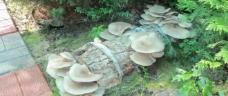 Вешенки — довольно крупные грибы