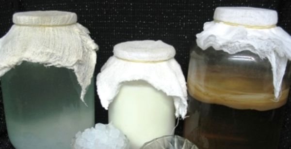 Все о молочном грибе: история, способ приготовления и правила употребления