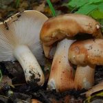 Взрослые и старые грибы подтопольники обладают красновато-коричневыми пластинками
