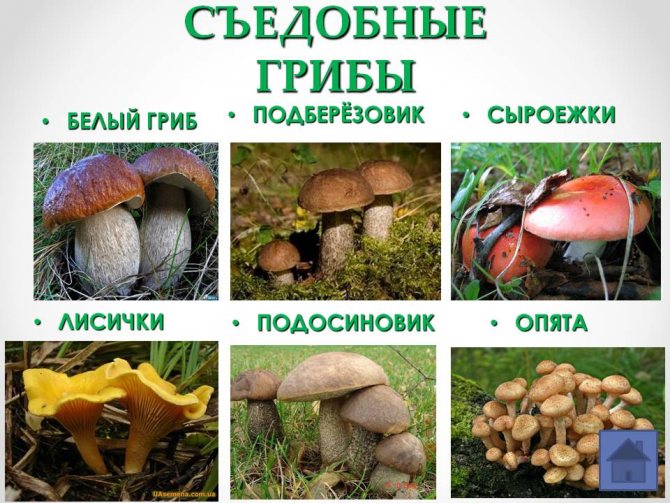 за грибами в Шаблынский и Дмитровский районы фото